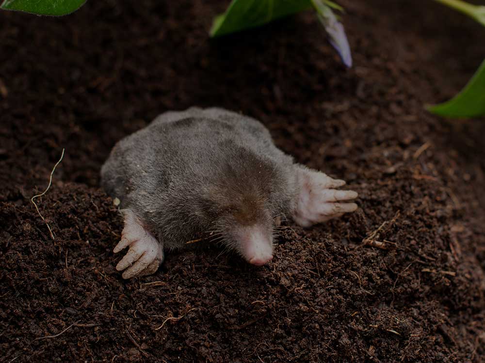 Toronto Lawn Pest Control