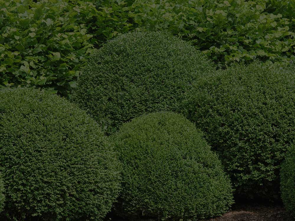 Toronto Shrubs and Hedges