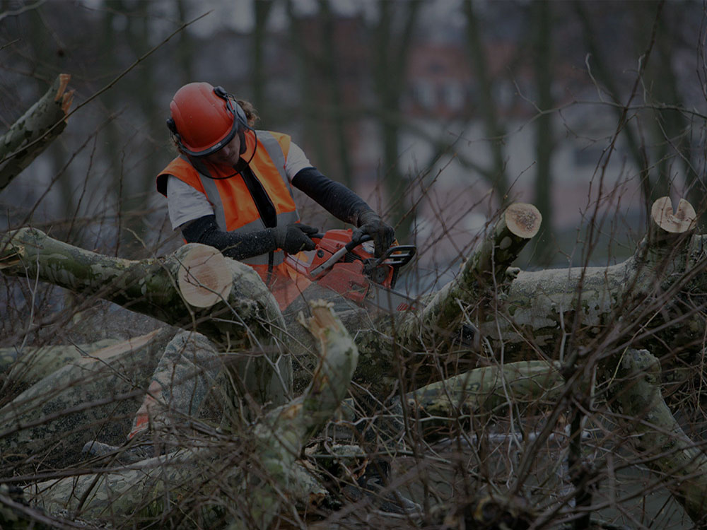 Toronto Tree Removal
