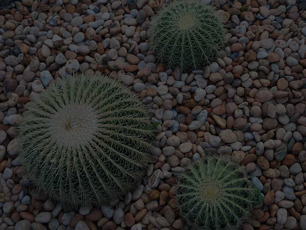 Toronto Xeriscaping